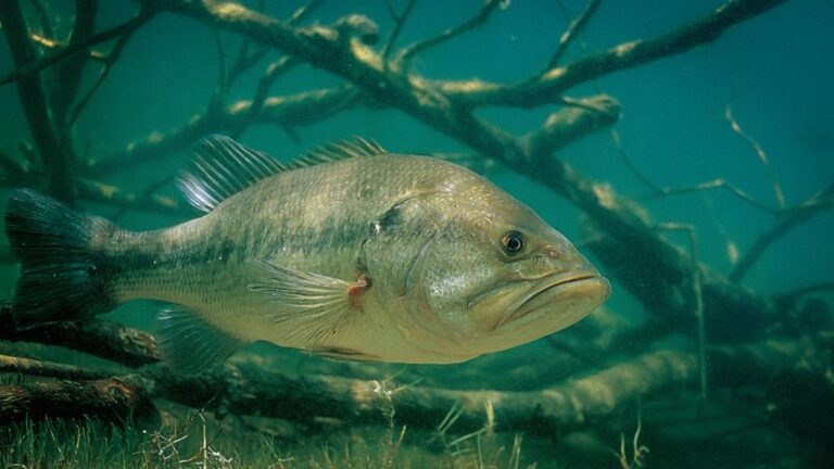 Title: Decoding Bass Feeding Habits
