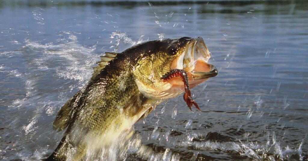 Do Soft Plastics Outperform Hard Baits?