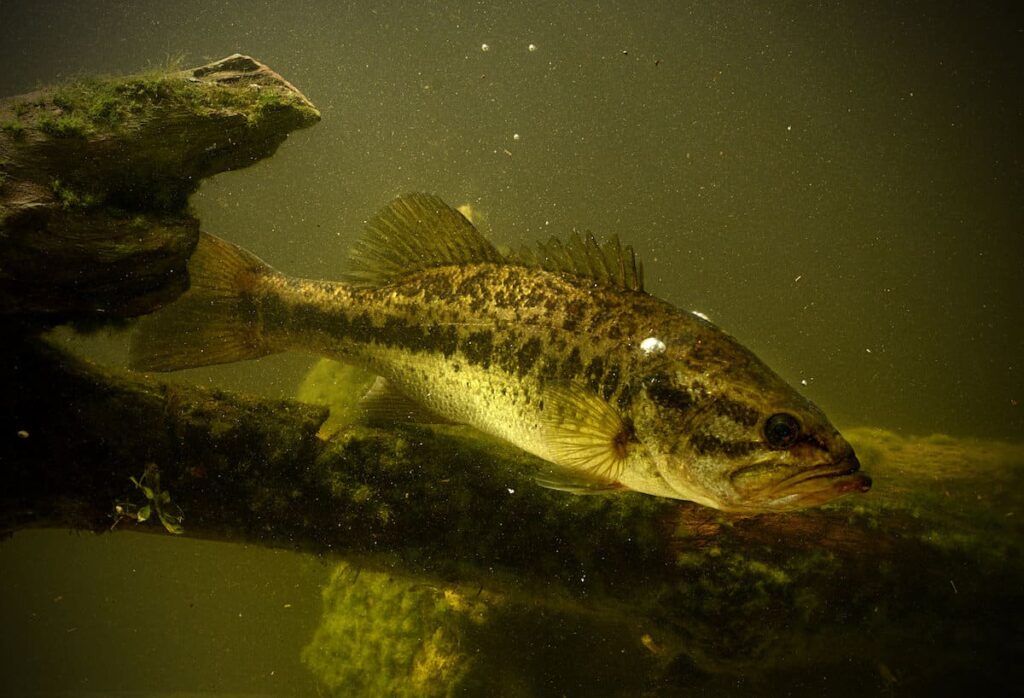 How to Identify and Fish Bass Structure